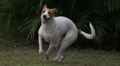 Dog running