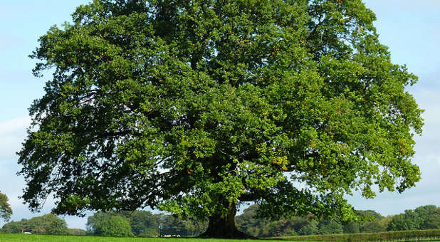 As with the oak tree and the old lady with the bag, hope springs eternal.