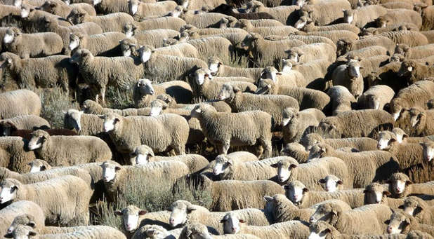 Sheep herd