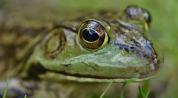 Bullfrog