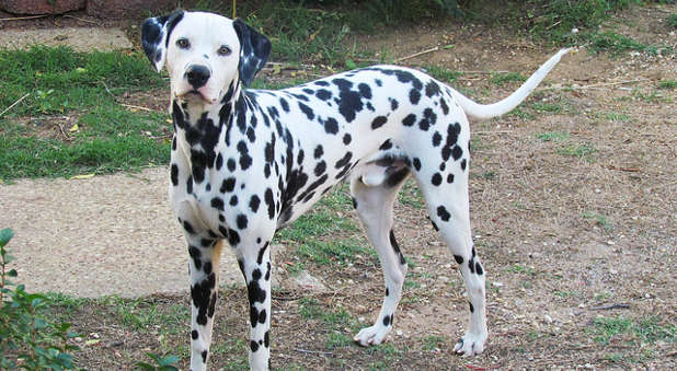 Dalmatian