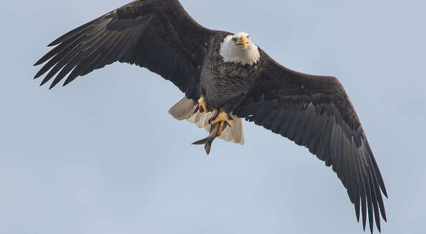 Eagle soaring