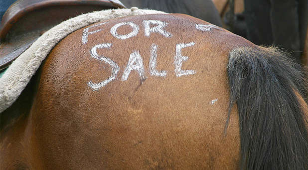 horse for sale