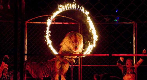 Lion jumping hoop