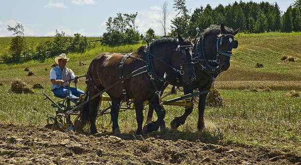 Plowhorse 