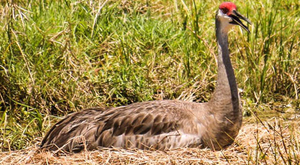 Sandhill crane 