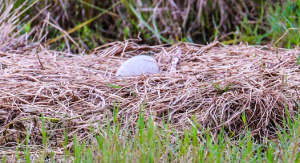 Sandhill-crane-nest