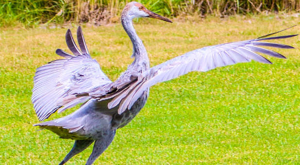 Arriving Sandhill Crane