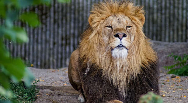 A church without the apostolic is like a caged lion.