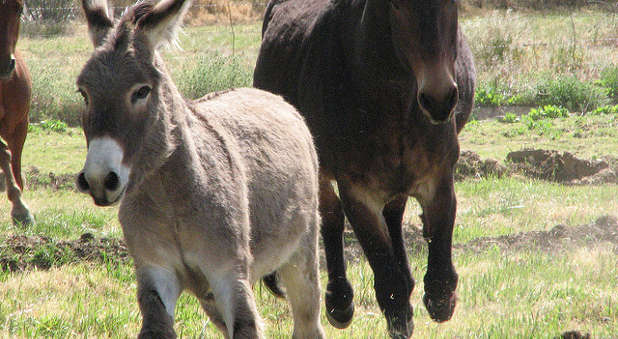Do you spend your day chasing donkeys?