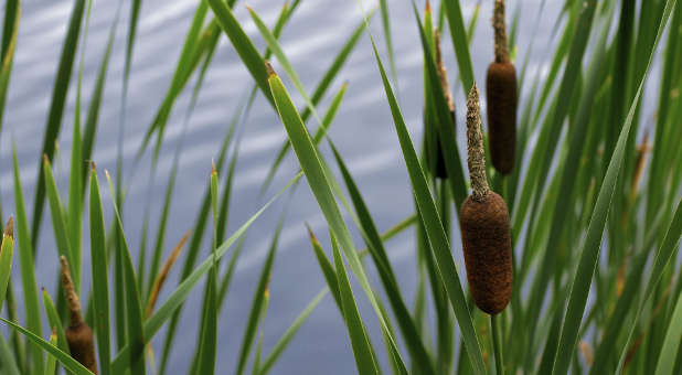 reeds on a pond 