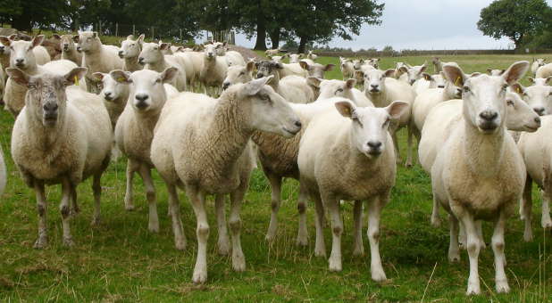 Sheep will let you lead them if you first love them and feed them.