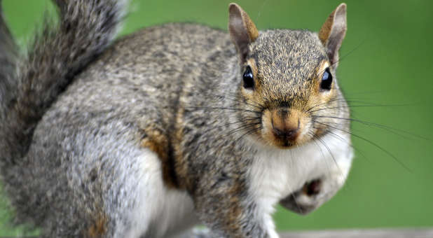 Are you sometimes stricken with "squirrel syndrome?"